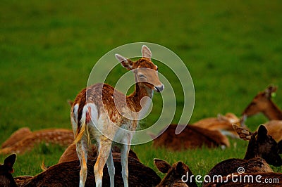 Young Deer In Pheonix Park Dublin Stock Photo