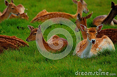Young Deer In Pheonix Park Dublin Stock Photo