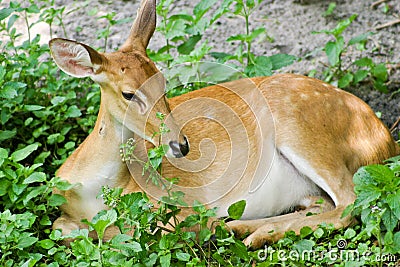 Young deer resting Stock Photo