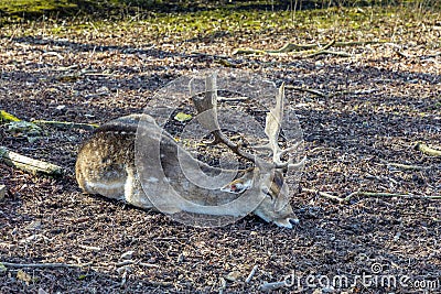 Young deer rests at a meadow Stock Photo