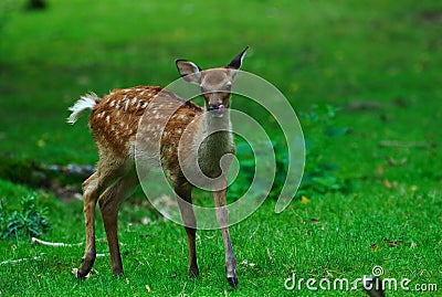 Young deer on the run Stock Photo