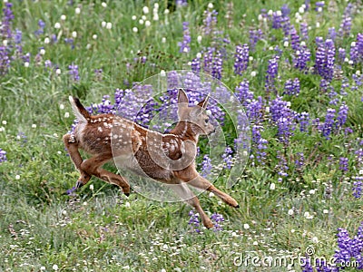 Young Deer Running in Flowers Stock Photo