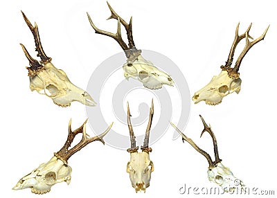 Young deer skulls Stock Photo