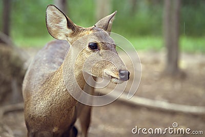 young deer standing portrait in forest Stock Photo