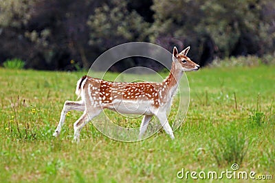 Deer in nature reserve Amsterdamse Waterleidingduine Stock Photo