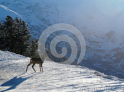 Young deer in winter Stock Photo