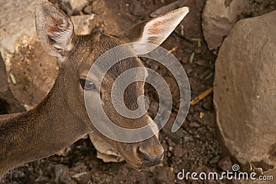 Young deer in the zoo Stock Photo