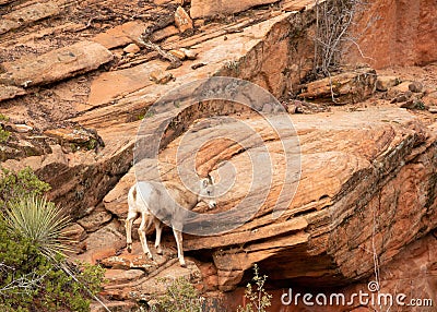 A young desert big horned sheep contemplating a jump from a high ledge of red sandstone. Stock Photo