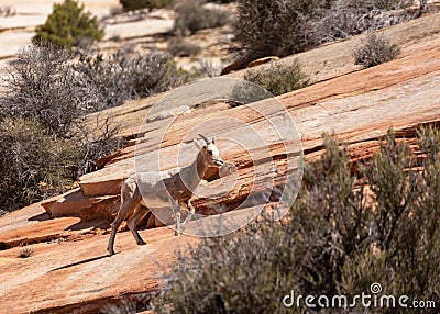 A young desert big horned sheep makes it`s way up a slope or red slickrock in Zion national park Utah Stock Photo