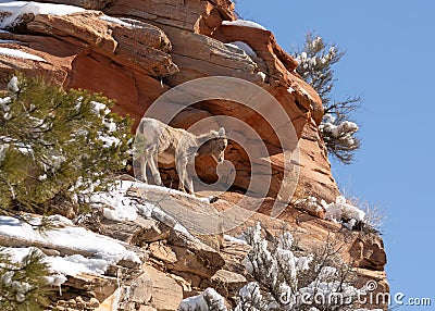 A young desert big horned sheep stands on a high rocky sandstone ledge with snow in patches on the rocks Stock Photo