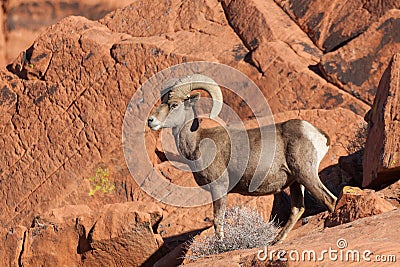 Young Desert Bighorn Ram Stock Photo