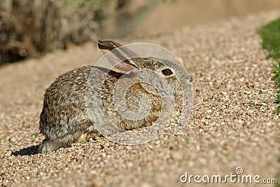 Young Desert Cottontail Rabbits Stock Photo