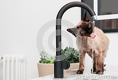 Young Devon Rex cat Blu Point type in the kitchen drinking tap water Stock Photo