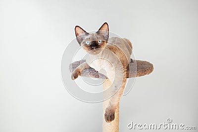 Young Devon Rex male kitten is sitting on it`s scratching post. Lifestyle natural light photo. Cat is feeling happy and relaxed, Stock Photo