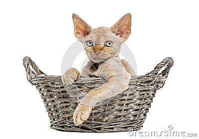 Young Devon rex in a wicker basket isolated on white Stock Photo