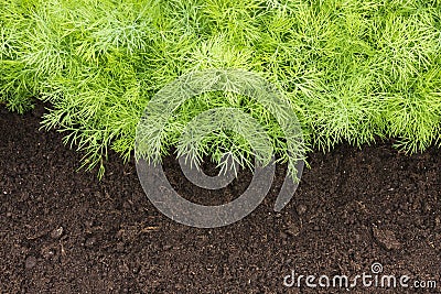 Young dill plants on the kitchen garden. Photo of dill harvest for eco cookery business. Selective soft focus. Antioxidant kitchen Stock Photo