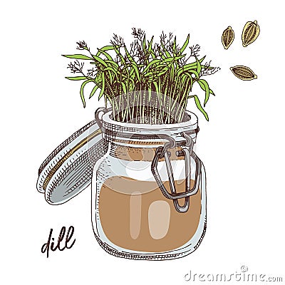 Hand drawn dill microgreens. Healthy food Vector Illustration