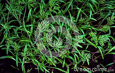 Young dill sprouted Stock Photo