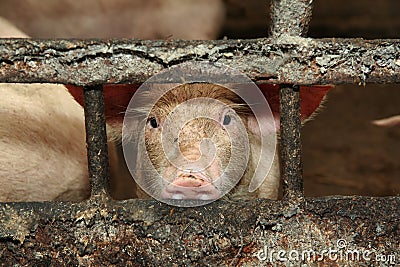 Young dirty piglets on a pig farm. Stock Photo