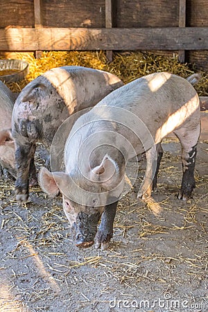 Young dirty pink domestic pig with muddy snout, big ears and dirty hoofs, vertical format Stock Photo