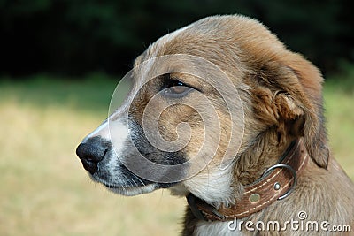 Young dog Stock Photo