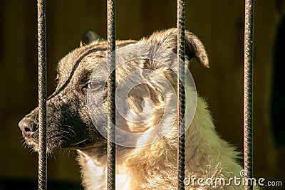 Young dog behind bars in the aviary of one of the dog shelters Stock Photo