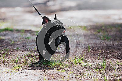 A young dog of the breed is a French bulldog on a leash. Portrait of a thoroughbred dog. Stock Photo