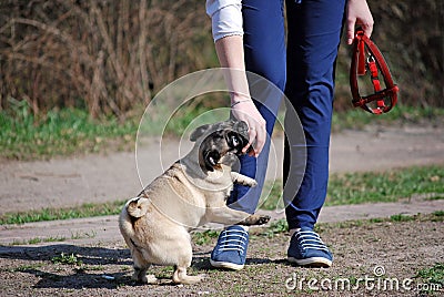 The young dog of breed a pug by nickname Bonnie walks in the park Stock Photo