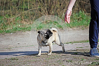 The young dog of breed a pug by nickname Bonnie walks in the park Stock Photo