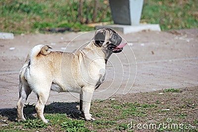 The young dog of breed a pug by nickname Bonnie walks in the park Stock Photo