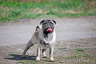 The young dog of breed a pug by nickname Bonnie walks in the park Stock Photo