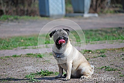 The young dog of breed a pug by nickname Bonnie walks in the park Stock Photo