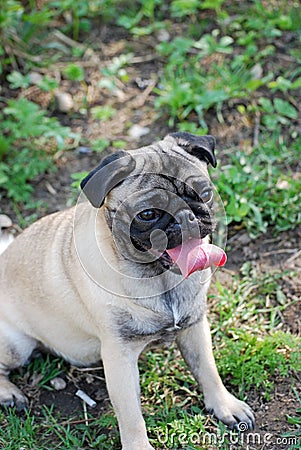 The young dog of breed a pug by nickname Bonnie walks in the park Stock Photo