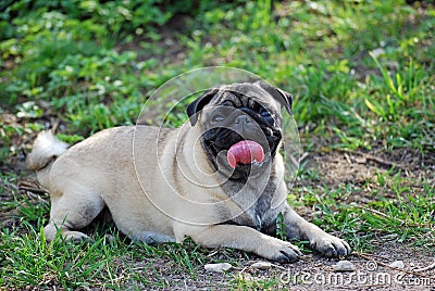 The young dog of breed a pug by nickname Bonnie walks in the park Stock Photo