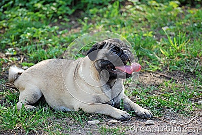 The young dog of breed a pug by nickname Bonnie walks in the park Stock Photo