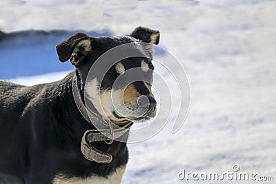 Young dog with a collar in winter. A big black puppy freezes in a strong frosty day and blinks from the bright sun. Stock Photo