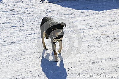Young dog with a collar in winter. A big black puppy freezes in a strong frosty day and blinks from the bright sun. Stock Photo