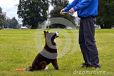 Young dog listens to the owner and performs functions on the command. Obedient and intelligent dog. Training Stock Photo