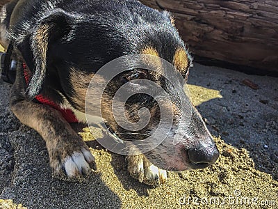 Young dog is lying on the sand beach Stock Photo