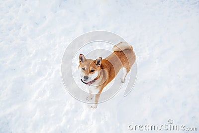 Young dog red color on the background of snow. Stock Photo