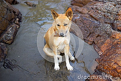Young dog sitting between two rocks on the beach in India Stock Photo