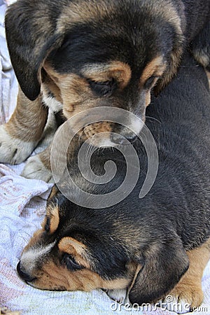 Young dogs Stock Photo