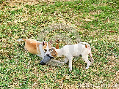 Young dogs playing the naughty puppys bite shoe as misbehaved Stock Photo