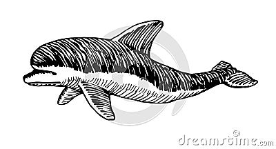 Young dolphin in profile, smart marine animal, for logo or emblem, engraving, sketch Vector Illustration