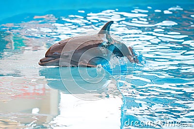 A young Dolphin is smiling and playing in the pool. Stock Photo