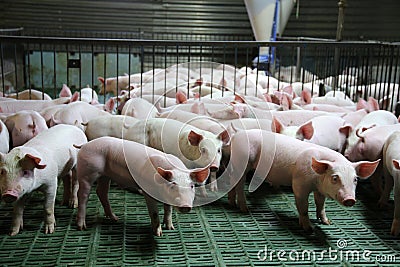 Young domestic breed piglets growing on modern animal farm Stock Photo