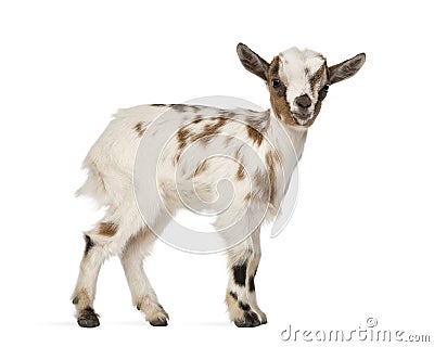 Young domestic goat, kid, isolated Stock Photo