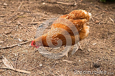 Hen Looking For Food In Farm. Stock Photo