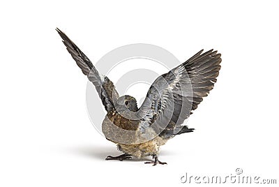 Young domestic pigeon falling out of the nest taking its first take off, learning to flight, against white Stock Photo