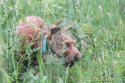 Young domestic red-haired pet puppy purebred Irish Terrier dog walks outdoors in nature in the summer in the grass in Stock Photo
